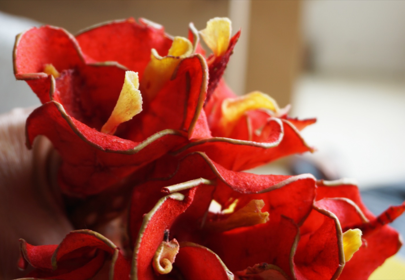 Scarlet Bougainvillea — 3
